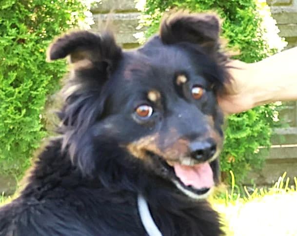 Unknown, Mixed Breed (Hundehilfe Polen)