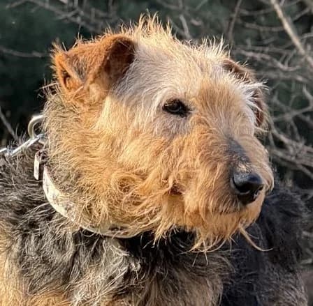HENIO, Mixed Breed (Hundehilfe Polen)