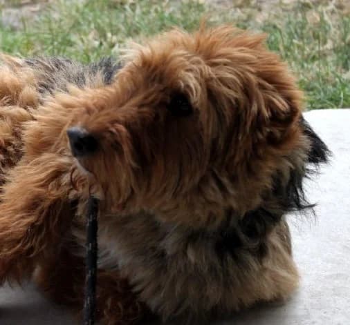 TERESKA, Mixed Breed (Hundehilfe Polen)