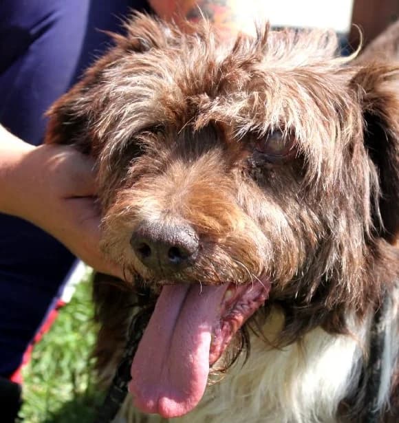 OCZKO, Mixed Breed (Hundehilfe Polen)