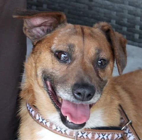 REKS, Mixed Breed (Hundehilfe Polen)