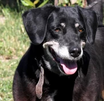 HALINKA, Mixed Breed (Hundehilfe Polen)