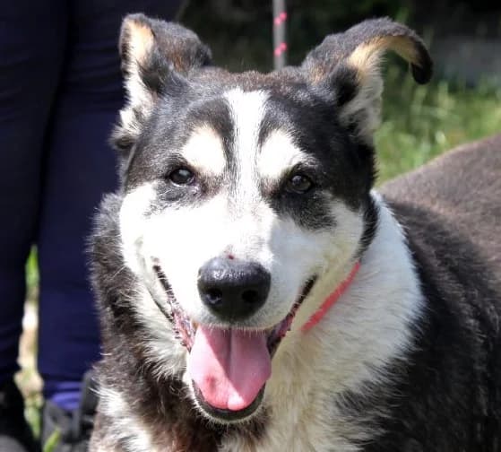 LUDI, Mixed Breed (Hundehilfe Polen)