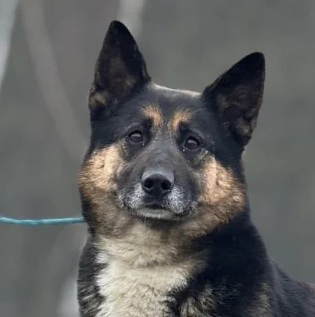 WACUS, Mixed Breed (Hundehilfe Polen)