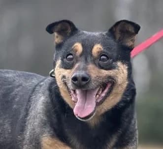 TULIS, Mixed Breed (Hundehilfe Polen)