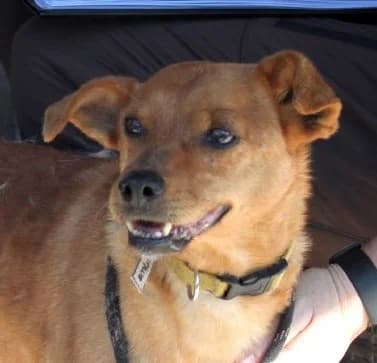 BLAZEJ, Mixed Breed (Hundehilfe Polen)