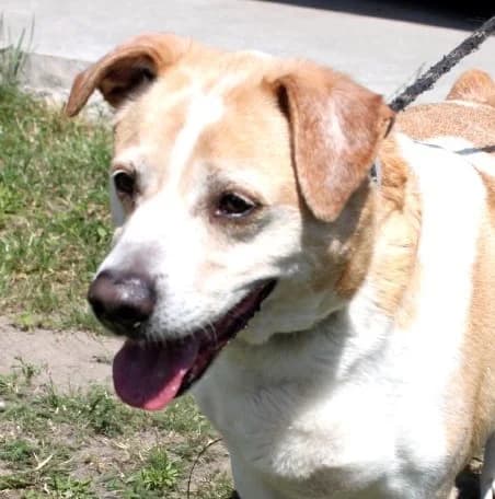 MILO, Mixed Breed (Hundehilfe Polen)