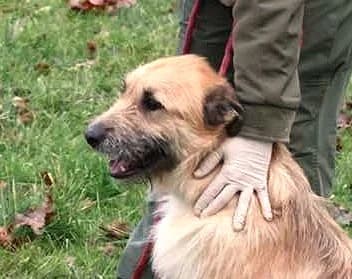 Unknown, Mixed Breed (Hundehilfe Polen)