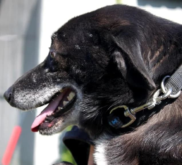 BONI, Mixed Breed (Hundehilfe Polen)