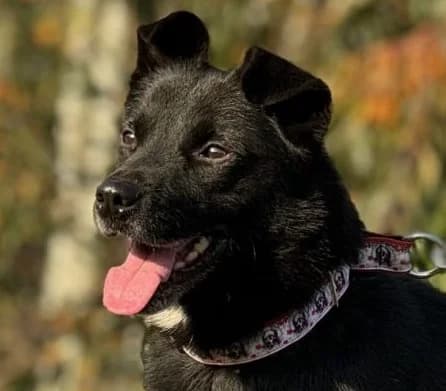 DAFIK, Mixed Breed (Hundehilfe Polen)