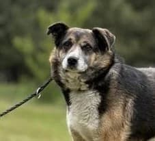 BENJAMIN, Mixed Breed (Hundehilfe Polen)