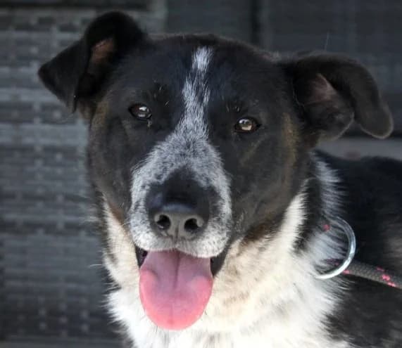 ZOSIA, Mixed Breed (Hundehilfe Polen)
