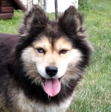 MERKURY, male senior Mixed Breed for adoption at Hundehilfe Polen, Dierkshausen