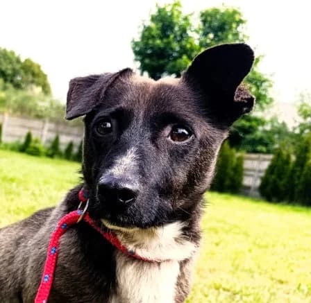 Unknown, Mixed Breed (Hundehilfe Polen)