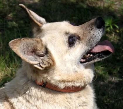 BERLINEK, Mixed Breed (Hundehilfe Polen)