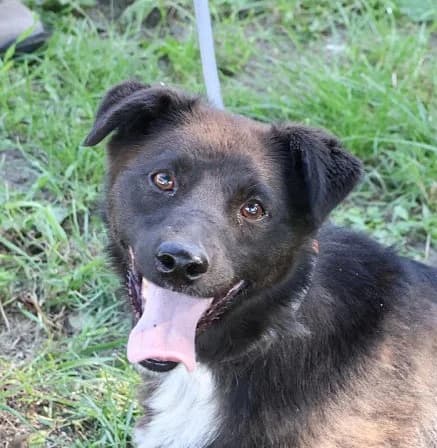 Unknown, Mixed Breed (Hundehilfe Polen)