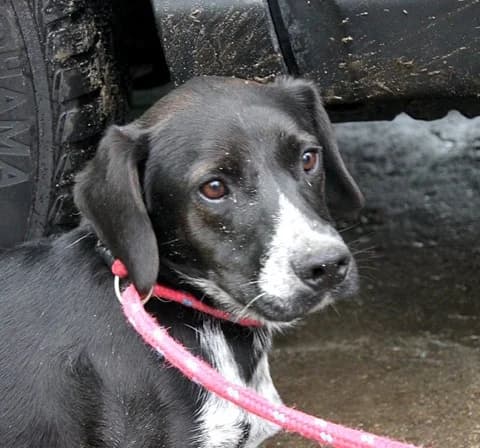 Unknown, Mixed Breed (Hundehilfe Polen)