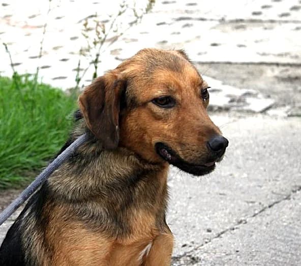 Unknown, Mixed Breed (Hundehilfe Polen)