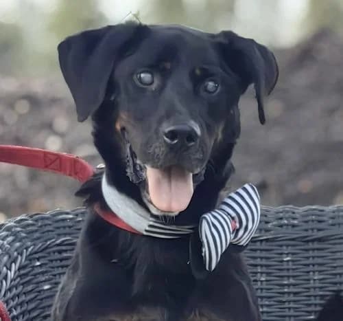 MERLIN, Mixed Breed (Hundehilfe Polen)