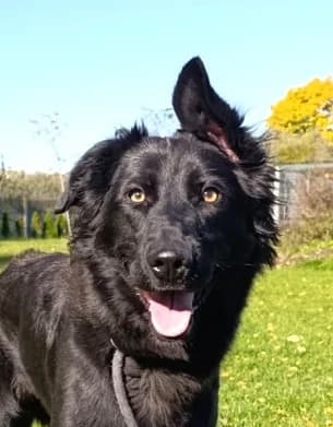 Unknown, Mixed Breed (Hundehilfe Polen)