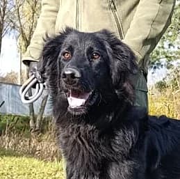 Unknown, Mixed Breed (Hundehilfe Polen)