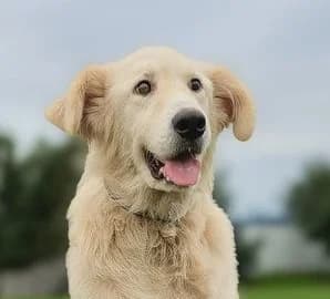 FINN, Mixed Breed (Hundehilfe Polen)
