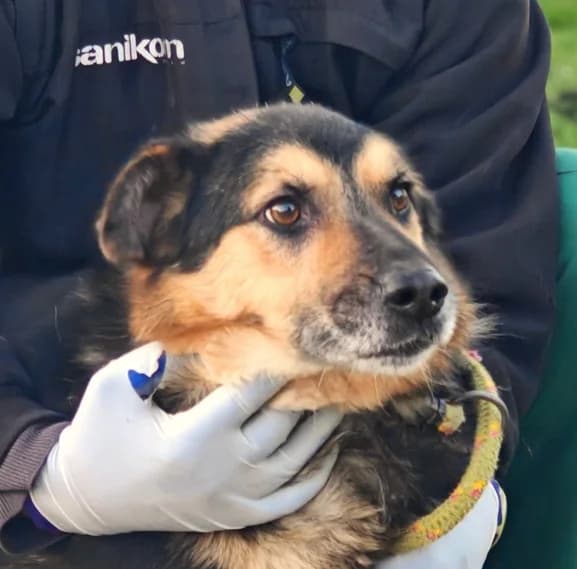 Unknown, Mixed Breed (Hundehilfe Polen)