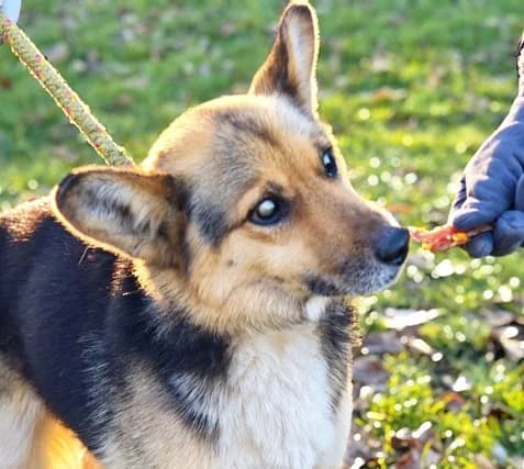 Unknown, Mixed Breed (Hundehilfe Polen)