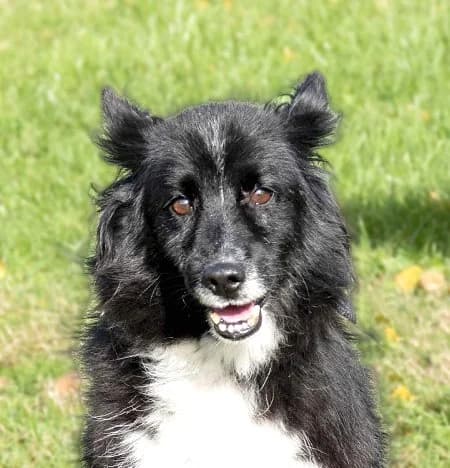 Unknown, Mixed Breed (Hundehilfe Polen)