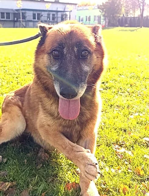 Unknown, Mixed Breed (Hundehilfe Polen)