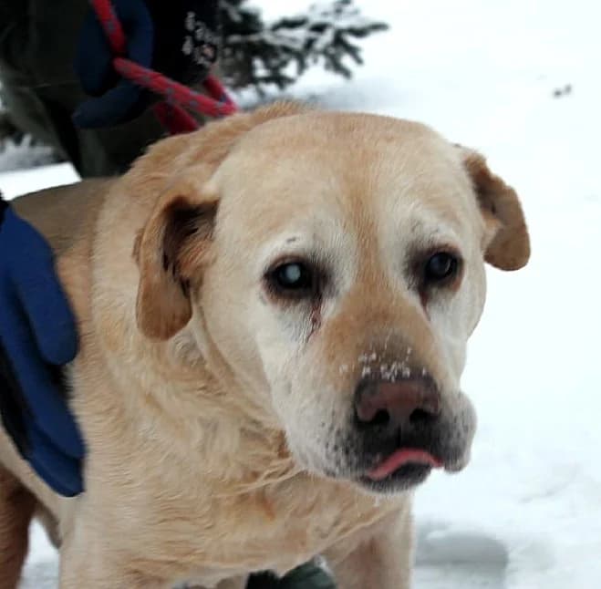 Unknown, Mixed Breed (Hundehilfe Polen)
