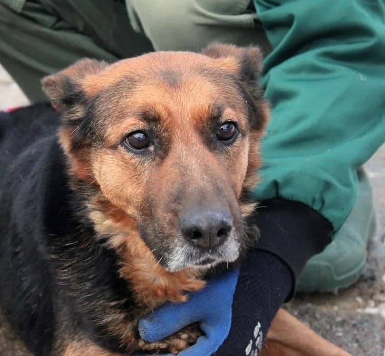 Unknown, Mixed Breed (Hundehilfe Polen)