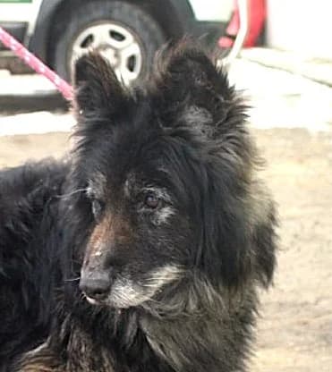 Unknown, Mixed Breed (Hundehilfe Polen)