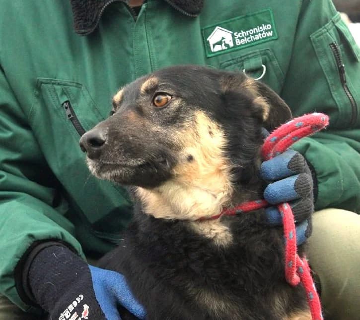 Unknown, Mixed Breed (Hundehilfe Polen)