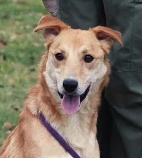 Unknown, Mixed Breed (Hundehilfe Polen)