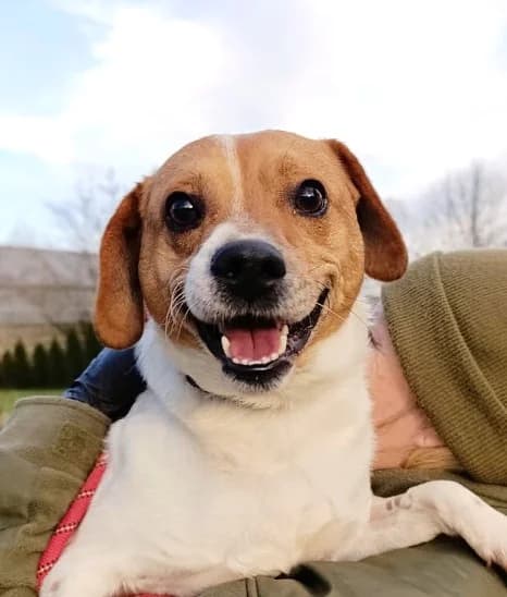 Unknown, Mixed Breed (Hundehilfe Polen)