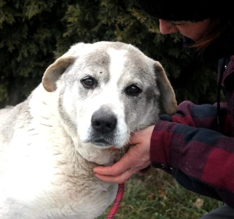 Unknown, Mixed Breed (Hundehilfe Polen)