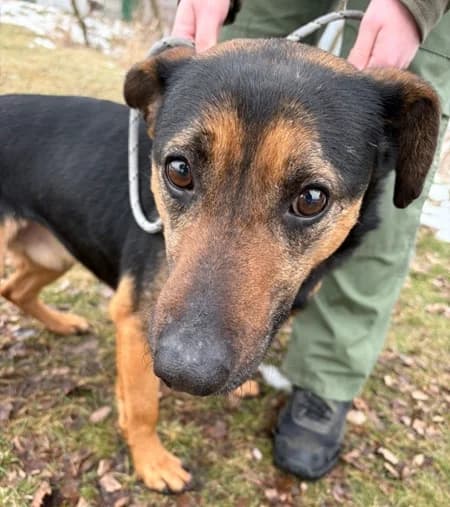 Unknown, Mixed Breed (Hundehilfe Polen)