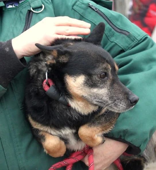 Unknown, Mixed Breed (Hundehilfe Polen)