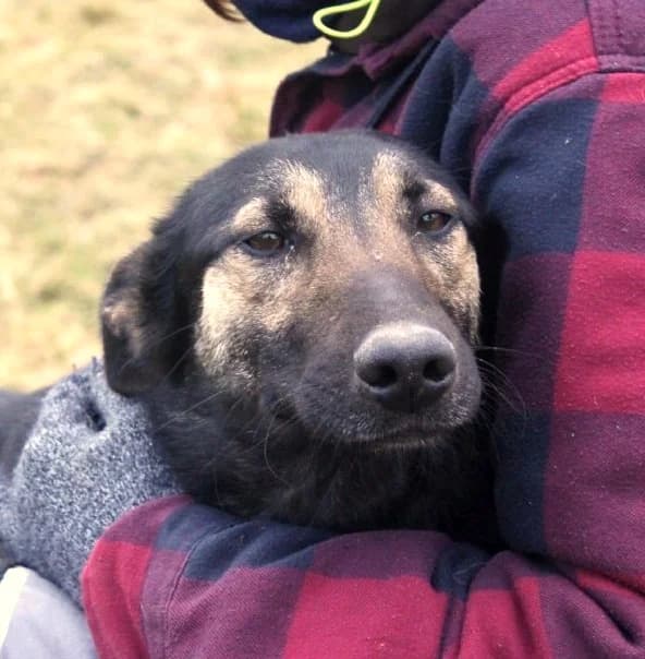 Unknown, Mixed Breed (Hundehilfe Polen)