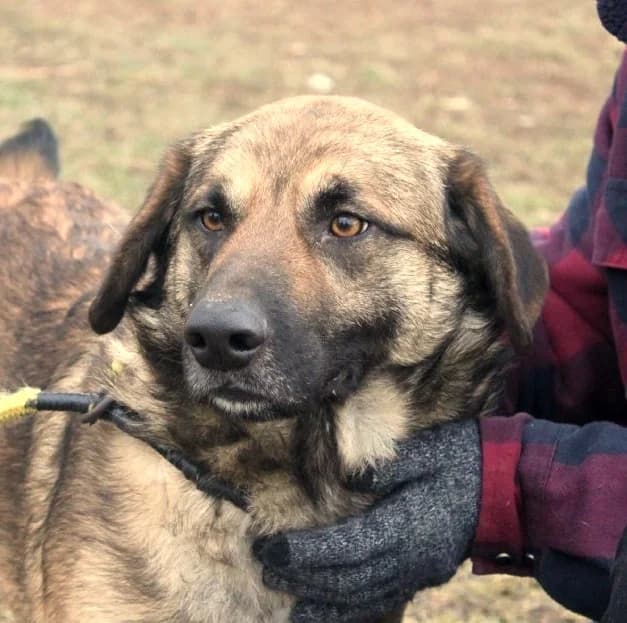 Unknown, Mixed Breed (Hundehilfe Polen)
