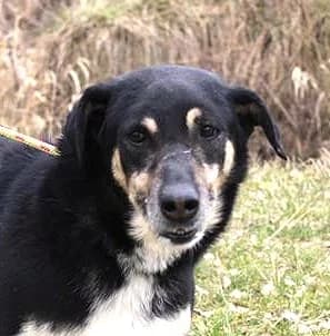 Unknown, Mixed Breed (Hundehilfe Polen)