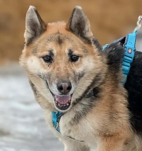 SABINKA, Mixed Breed (Hundehilfe Polen)
