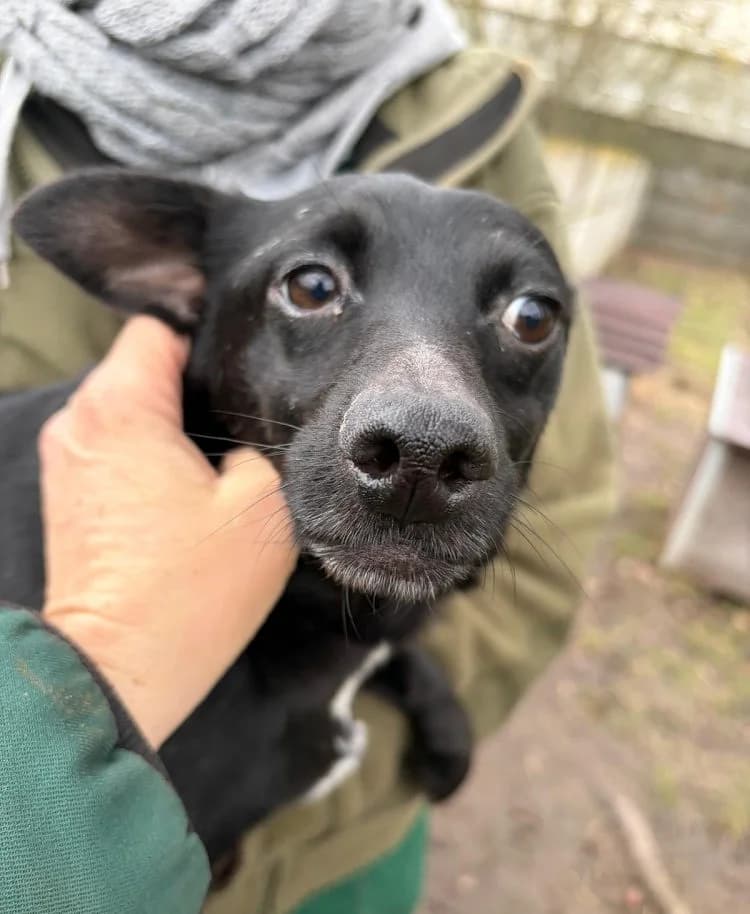 Unknown, Mixed Breed (Hundehilfe Polen)