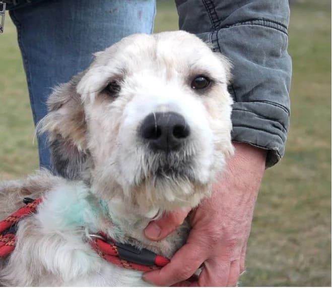 Unknown, Mixed Breed (Hundehilfe Polen)