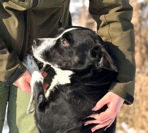 Unknown, Mixed Breed (Hundehilfe Polen)