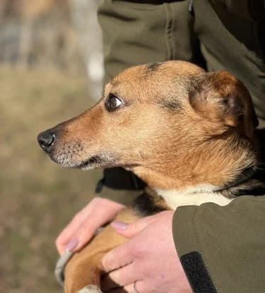 Unknown, Mixed Breed (Hundehilfe Polen)