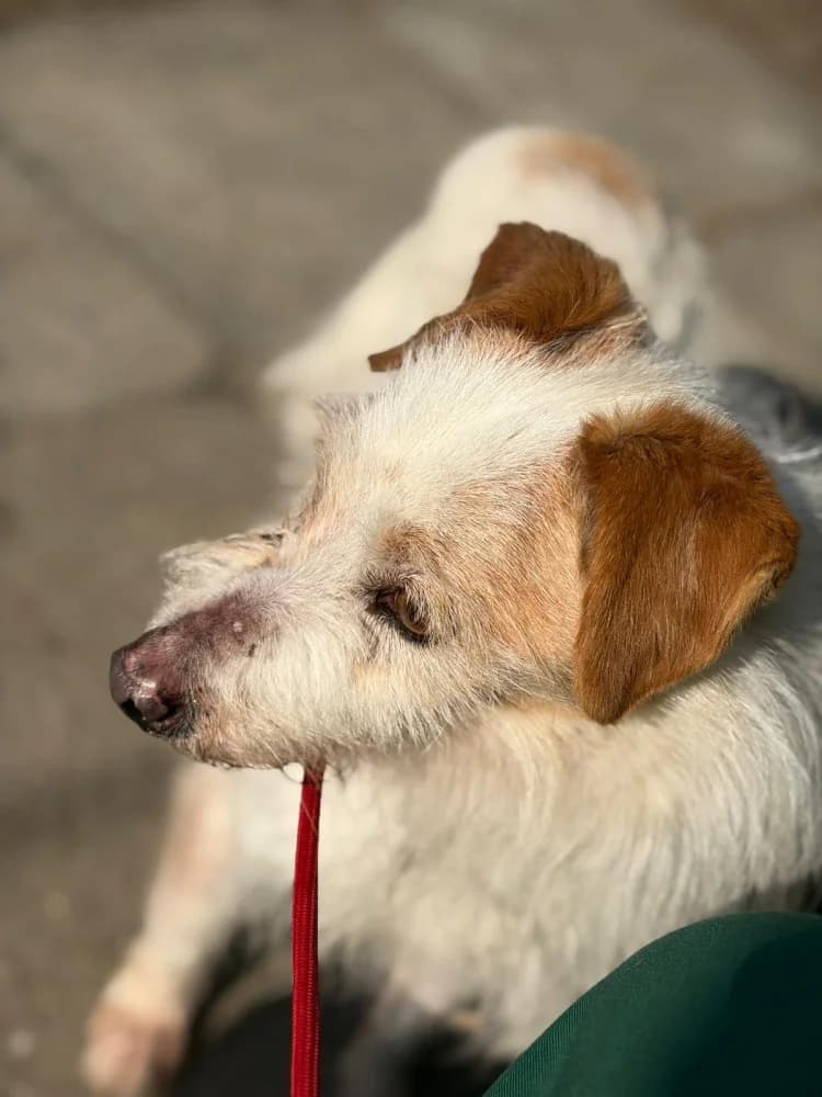 Unknown, Mixed Breed (Hundehilfe Polen)