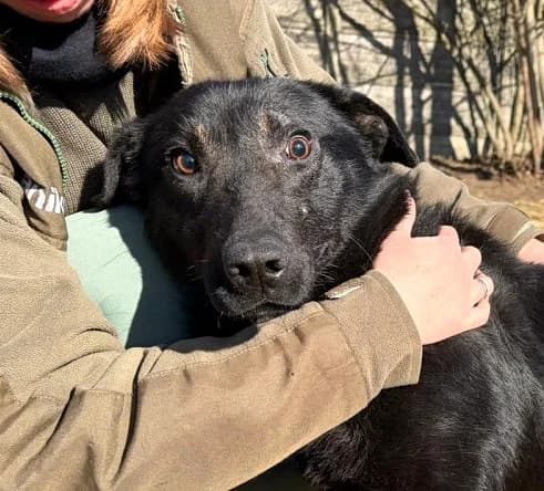 Unknown, Mixed Breed (Hundehilfe Polen)