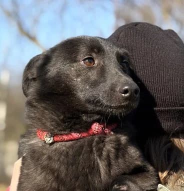 Unknown, Mixed Breed (Hundehilfe Polen)